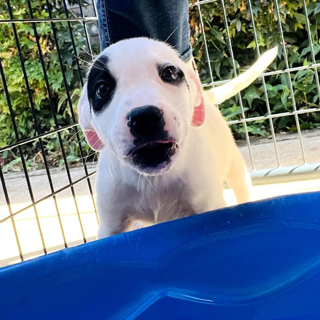 Chance, Adoptable, Young Male Mixed Breed.