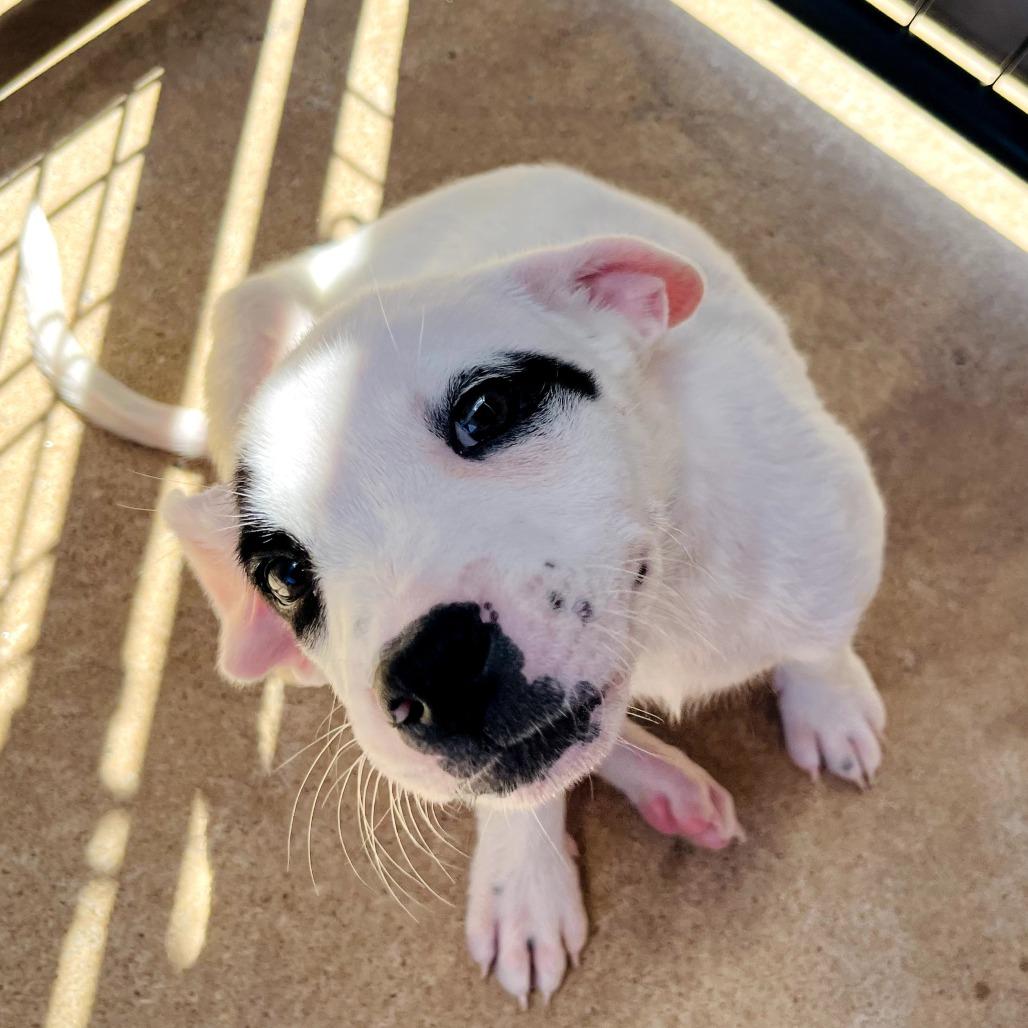 Enlarge Chance, a Adoptable Mixed Breed in Duncan, OK image 2/6