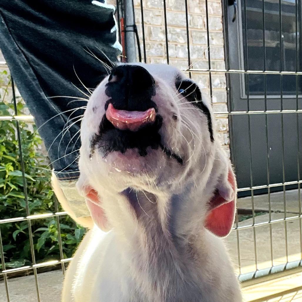 Enlarge Chance, a Adoptable Mixed Breed in Duncan, OK image 3/6