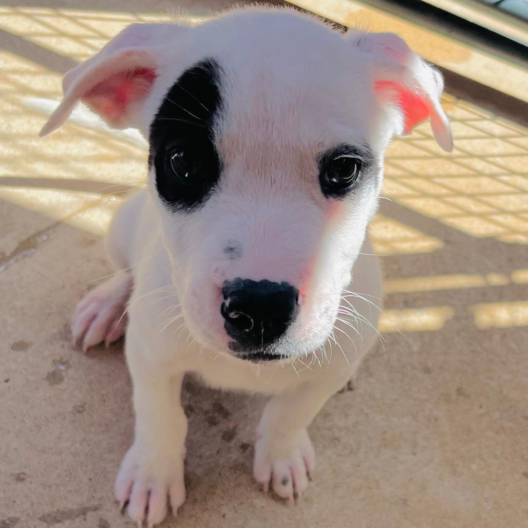 Enlarge Chance, a Adoptable Mixed Breed in Duncan, OK image 4/6