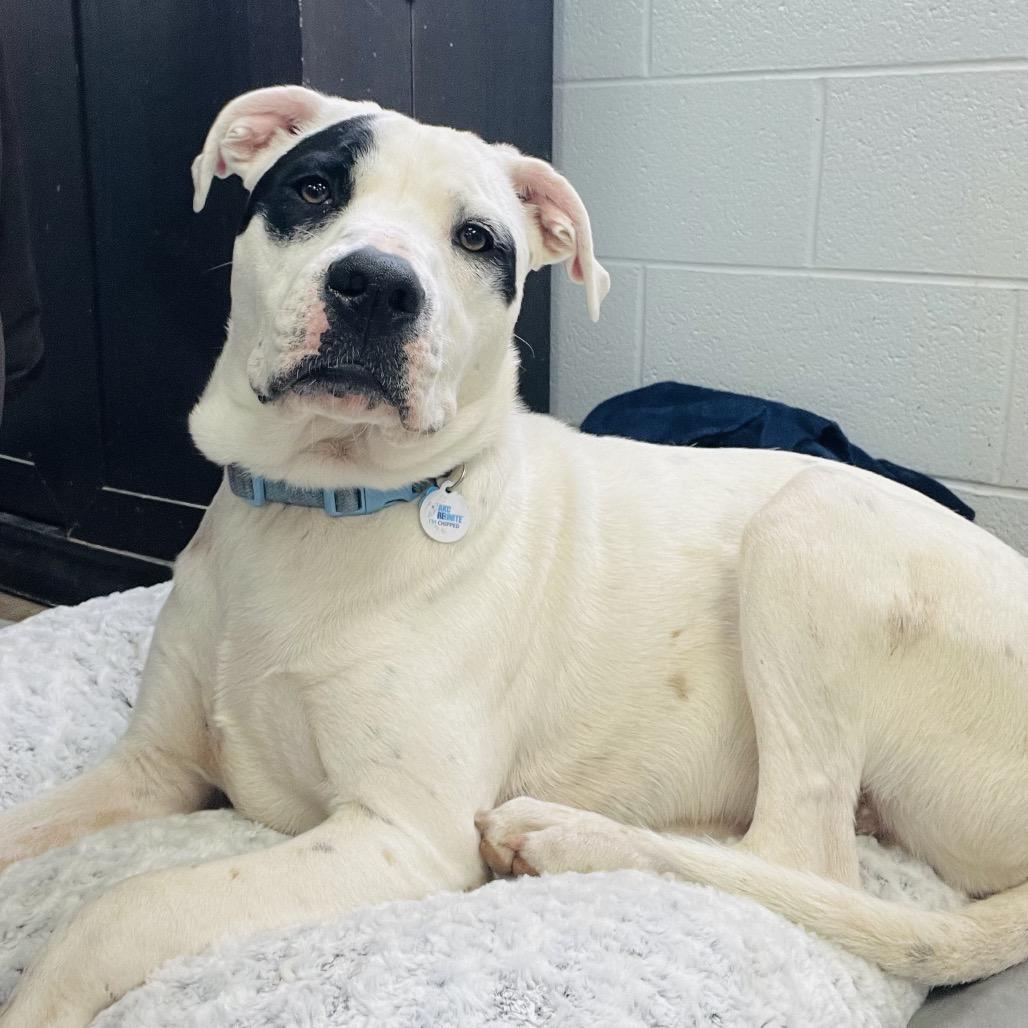 Enlarge Chance, a Adoptable Mixed Breed in Duncan, OK image 5/6