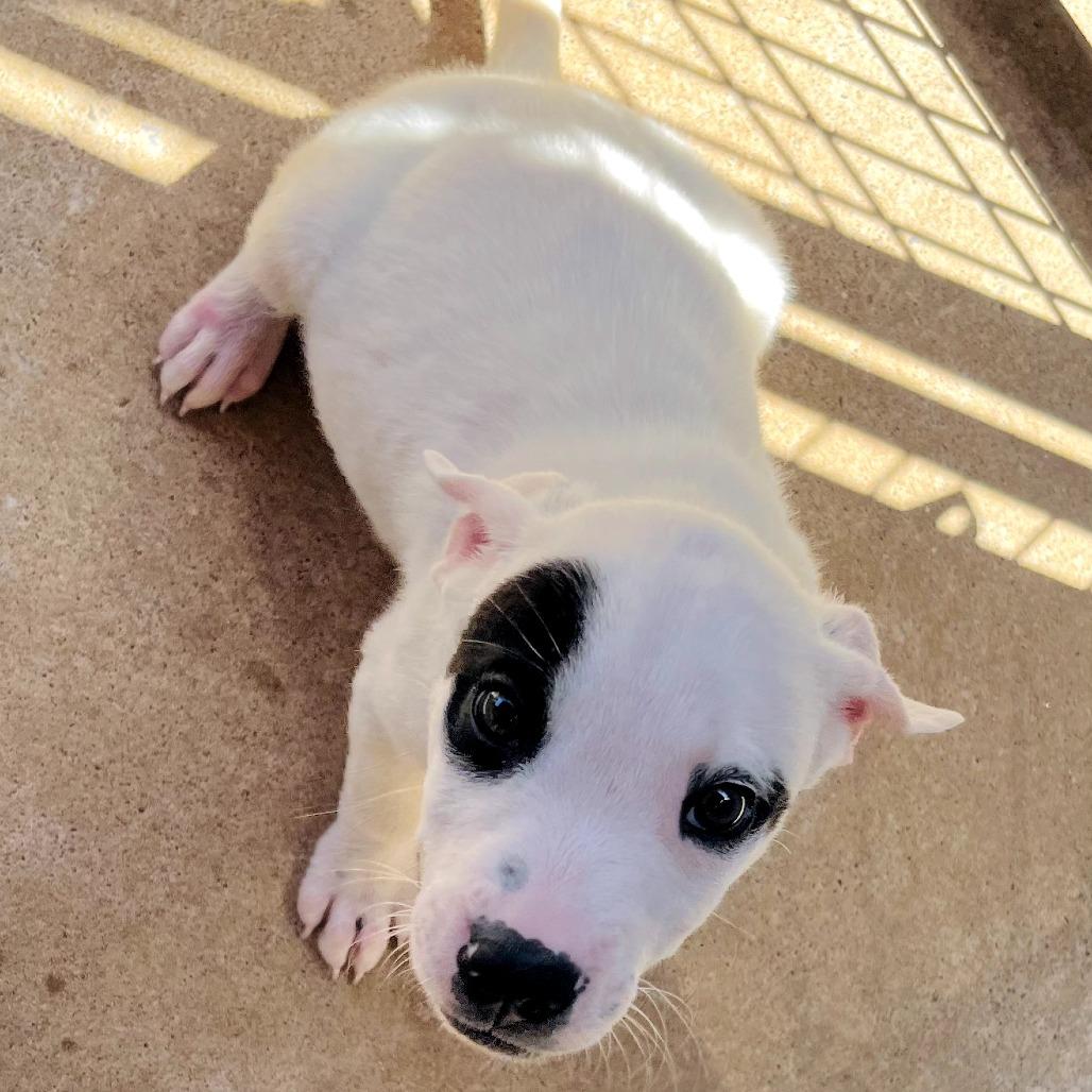 Enlarge Chance, a Adoptable Mixed Breed in Duncan, OK image 6/6