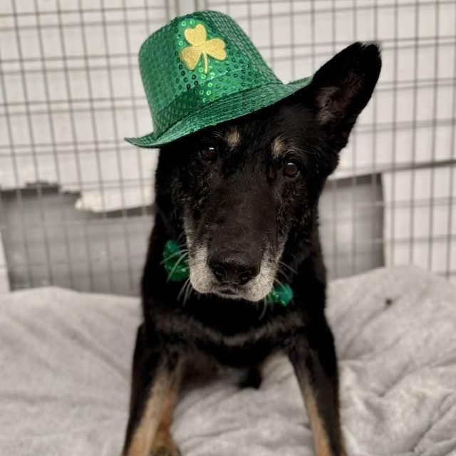 Enlarge Billy Ray, a ADOPTABLE mixed breed in Washington, PA image 1/5