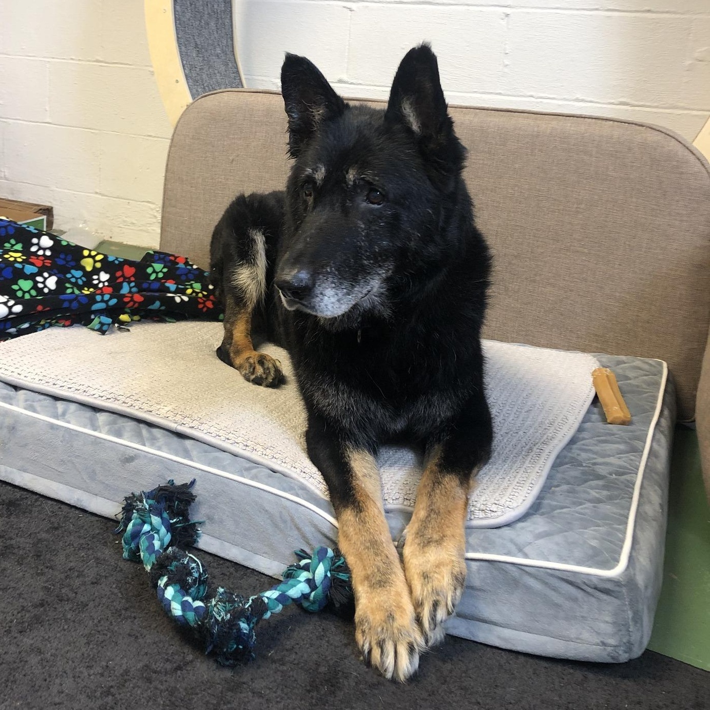 Billy Ray, ADOPTABLE, Senior Male German Shepherd Dog.