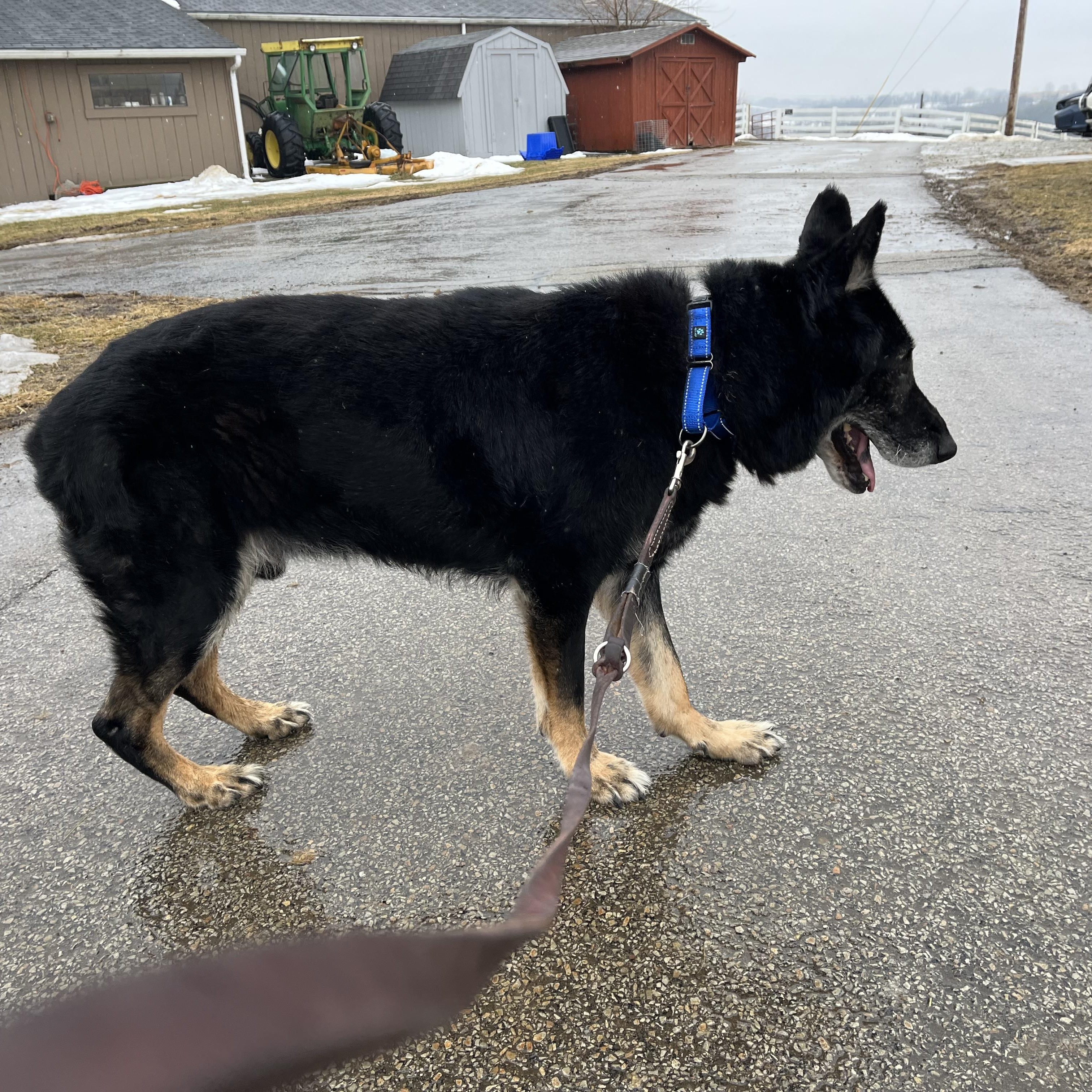 Enlarge Billy Ray, a ADOPTABLE mixed breed in Washington, PA image 4/5