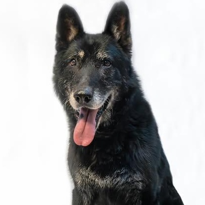 Billy Ray, ADOPTABLE, Senior Male German Shepherd Dog.