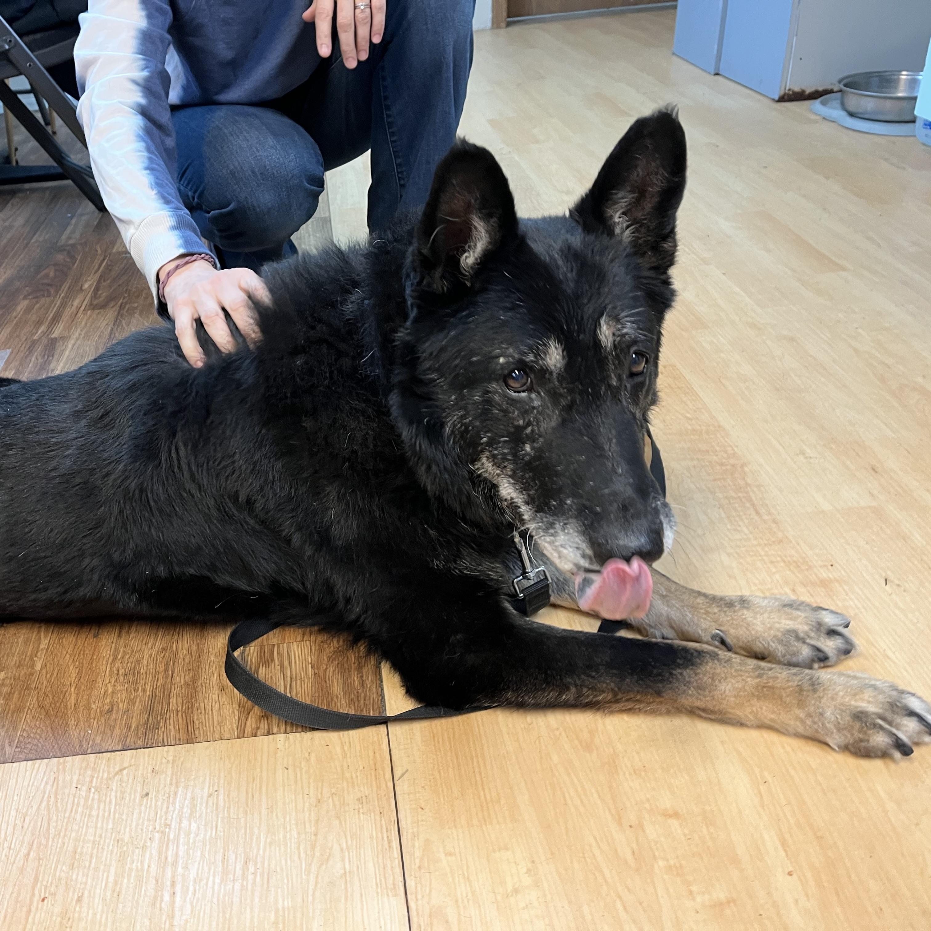 Enlarge Billy Ray, a ADOPTABLE mixed breed in Washington, PA image 5/5