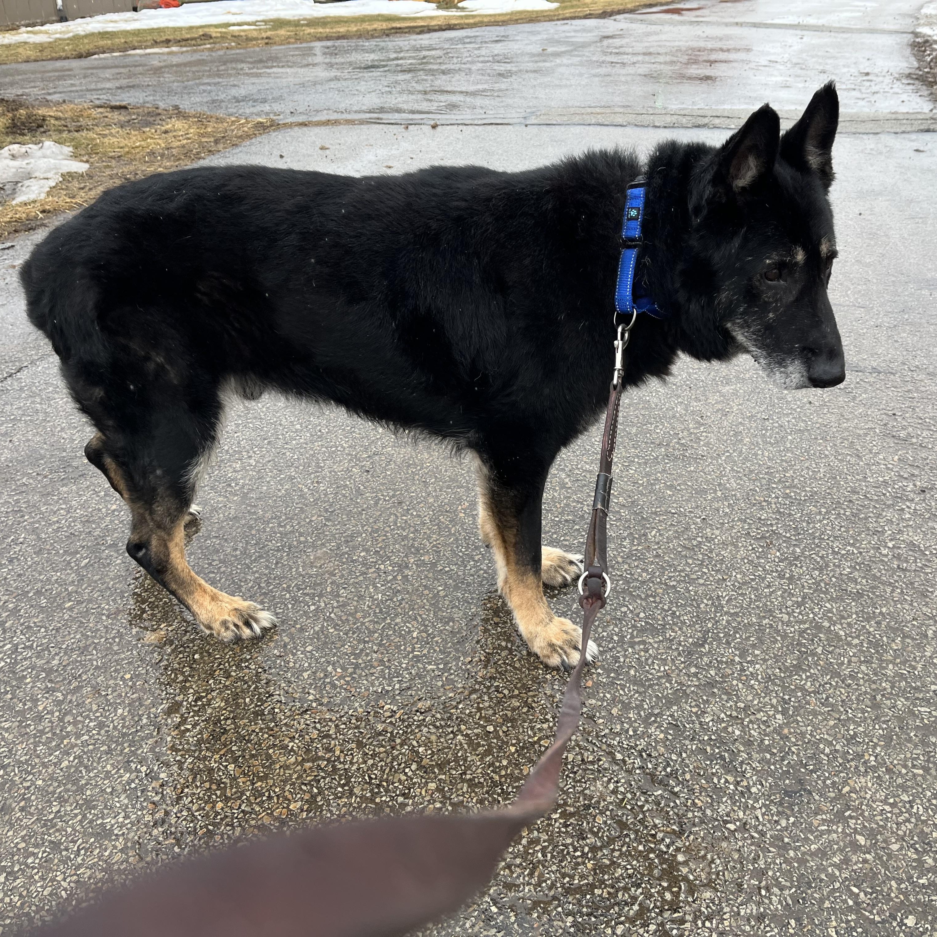 Enlarge Billy Ray, a ADOPTABLE mixed breed in Washington, PA image 3/5