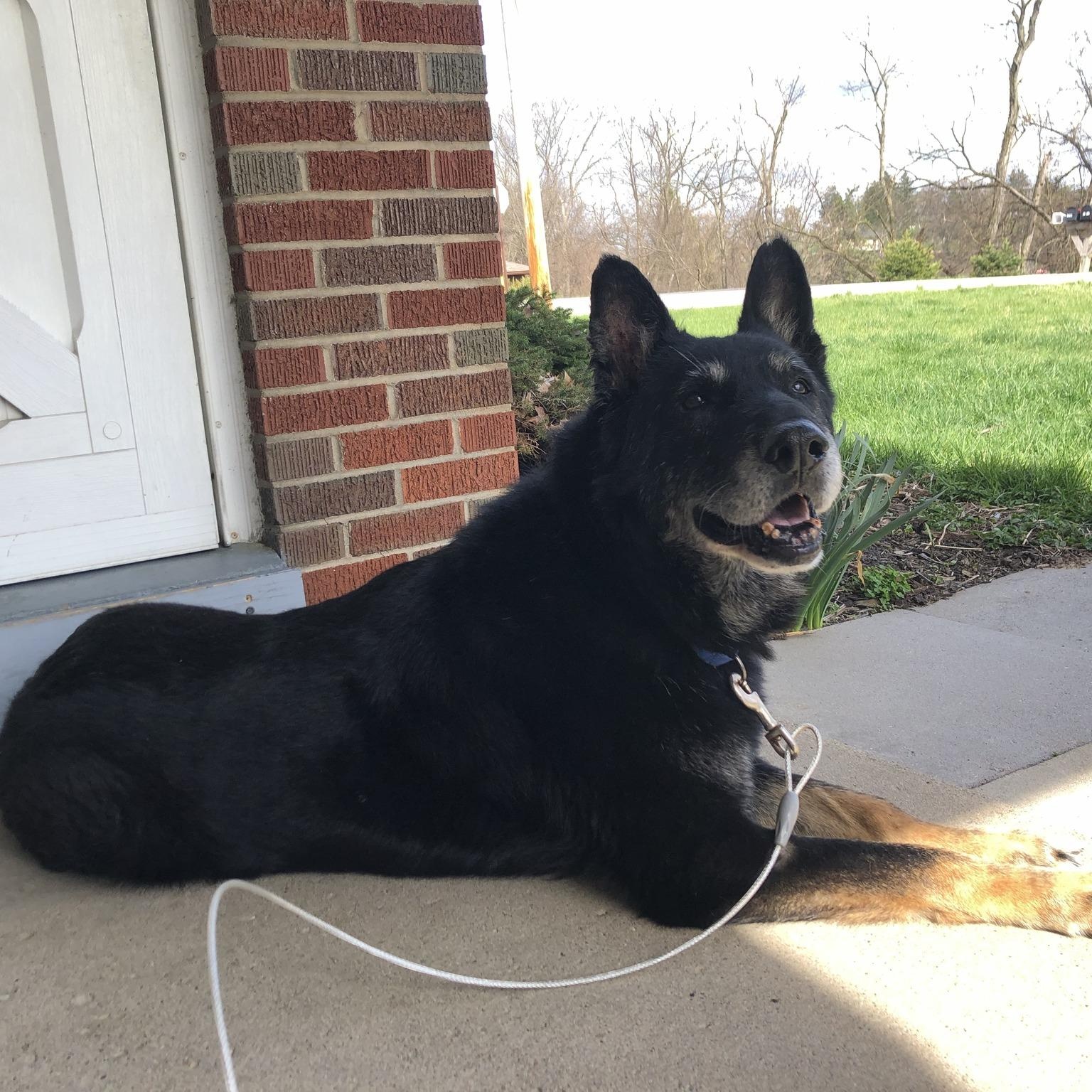 Enlarge Billy Ray, a ADOPTABLE mixed breed in Washington, PA image 4/6