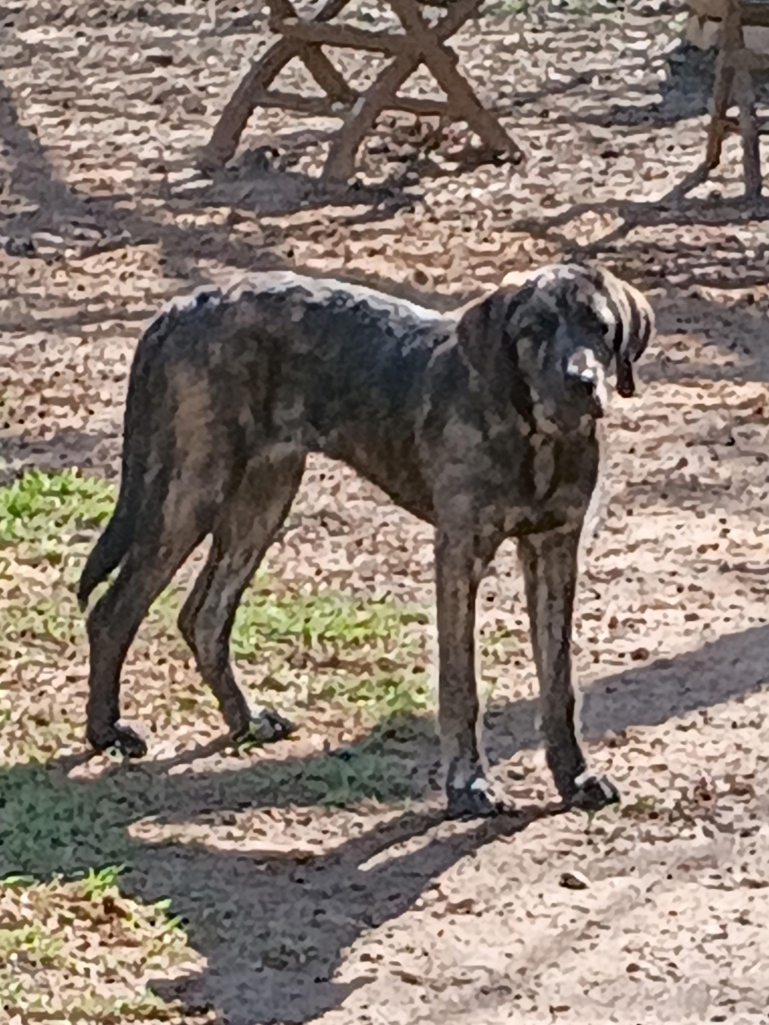 Enlarge Chloe, an adopted Irish Wolfhound in Garland, TX image 2/3