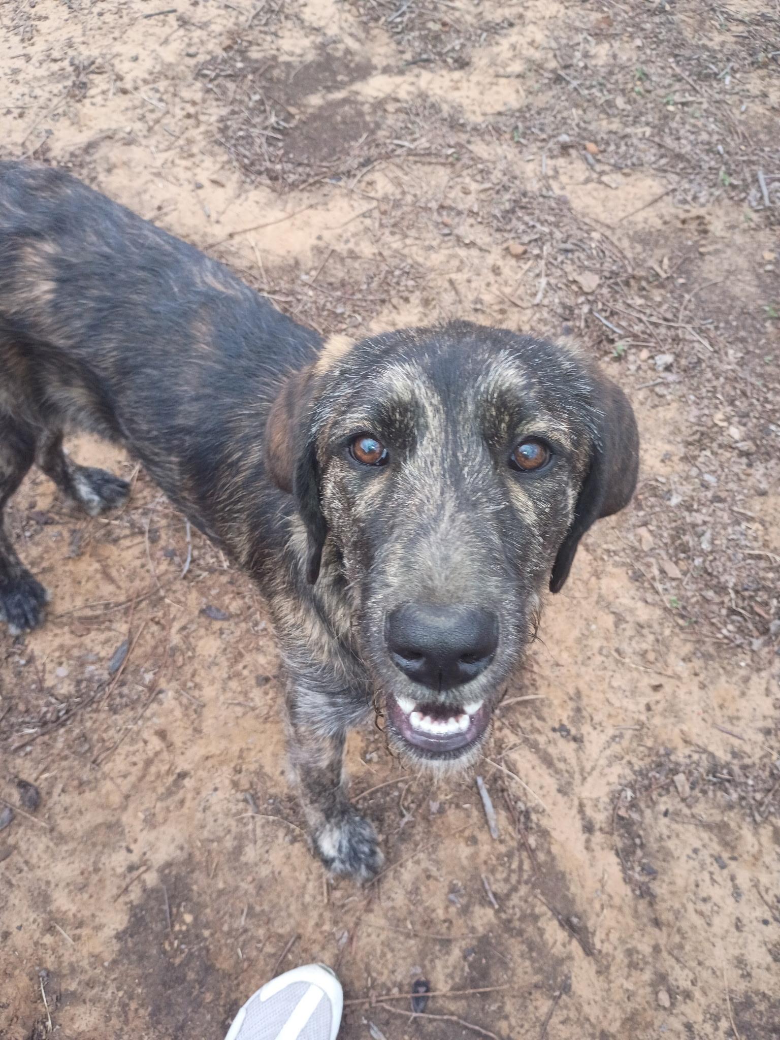 Enlarge Chloe, an adopted Irish Wolfhound in Garland, TX image 1/3