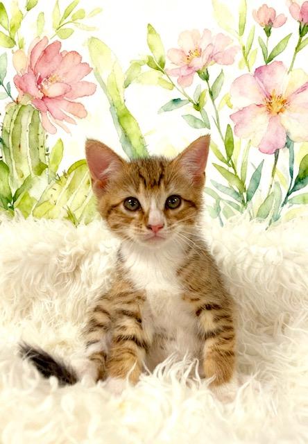 Enlarge Moe, a Adoptable Tabby in Tehachapi, CA image 1/1