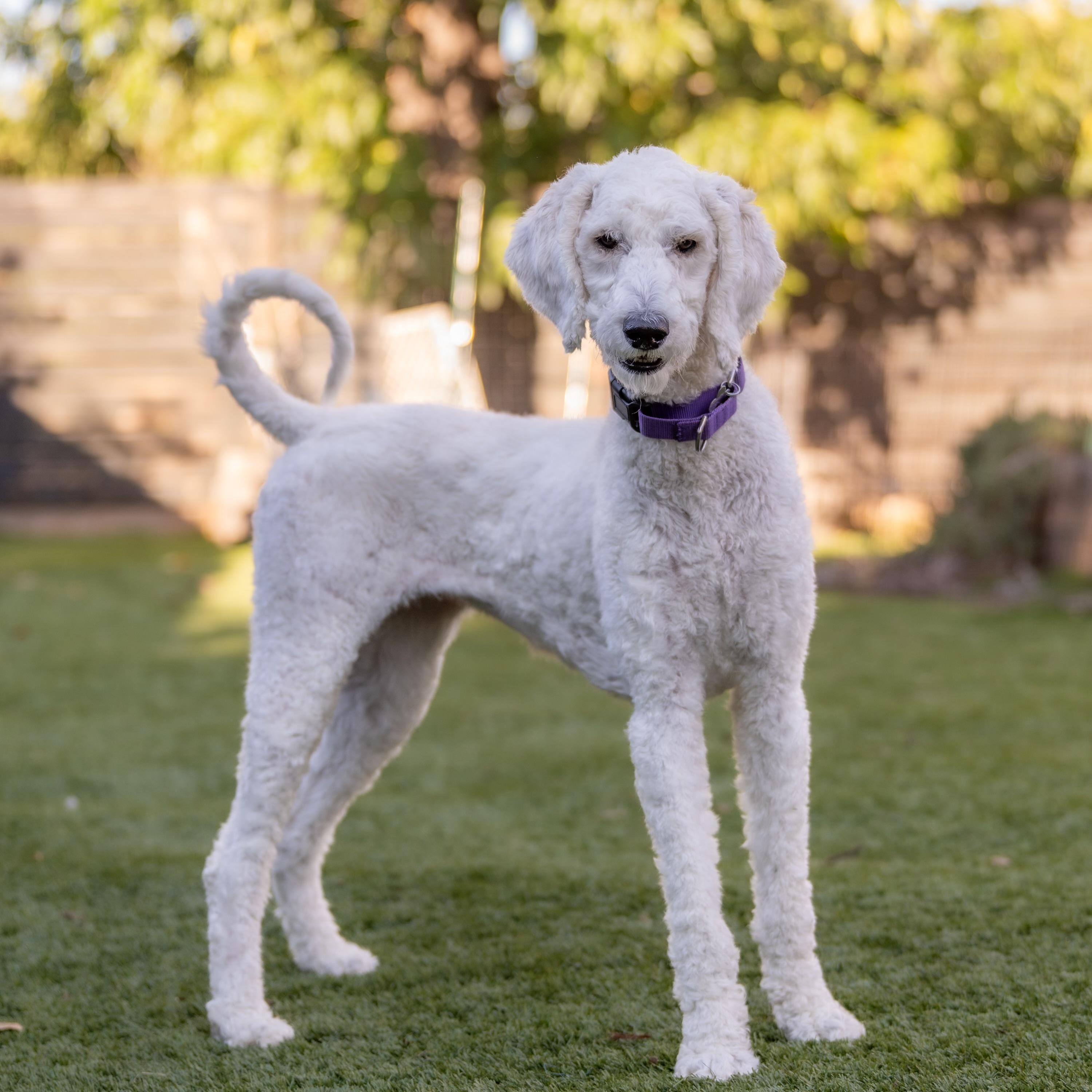 Gigi The Poodle thumbnail 3