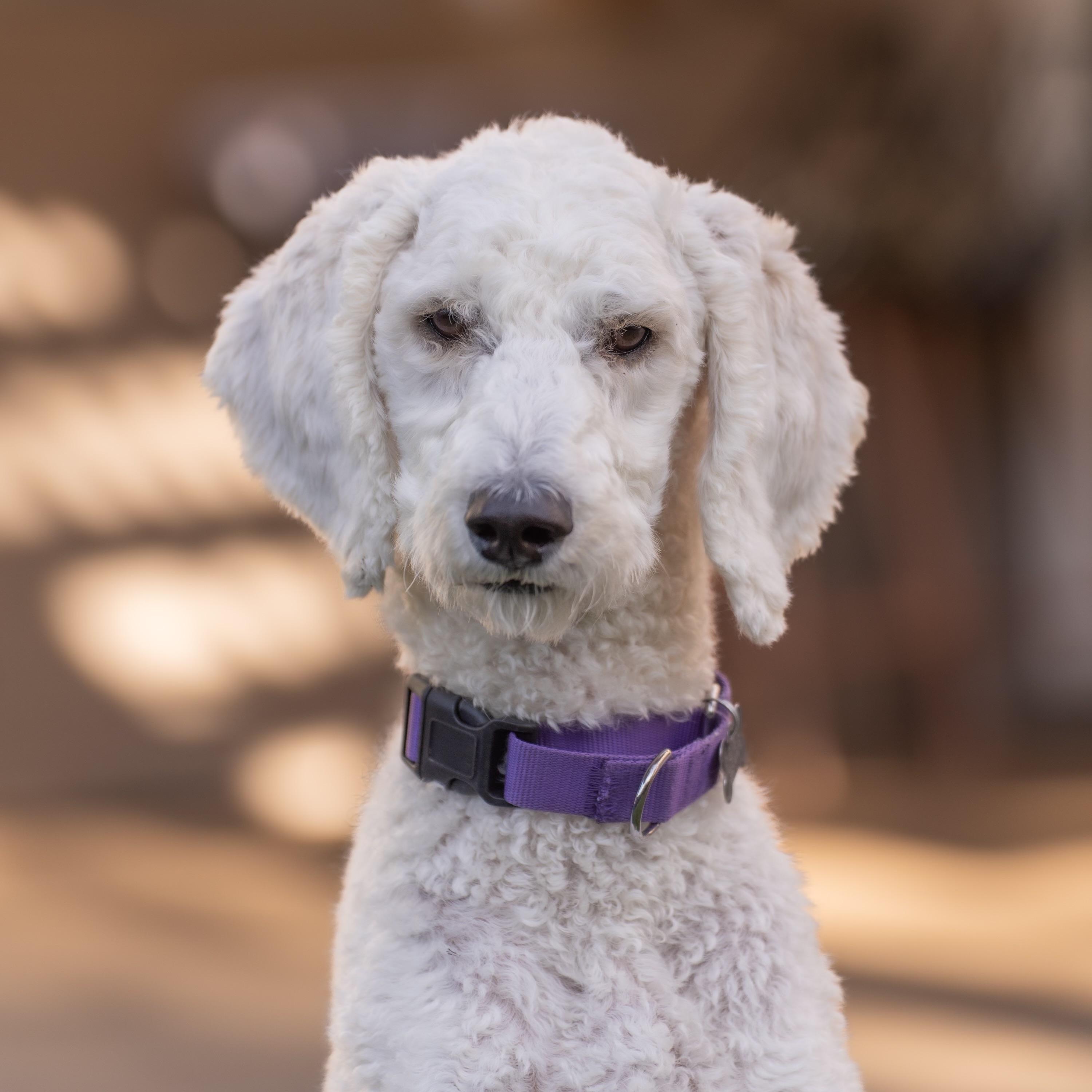 Gigi The Poodle thumbnail 5