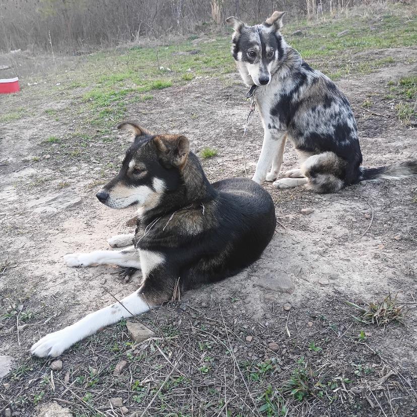 Christy, Adoptable, Adult Female Husky & Mixed Breed.