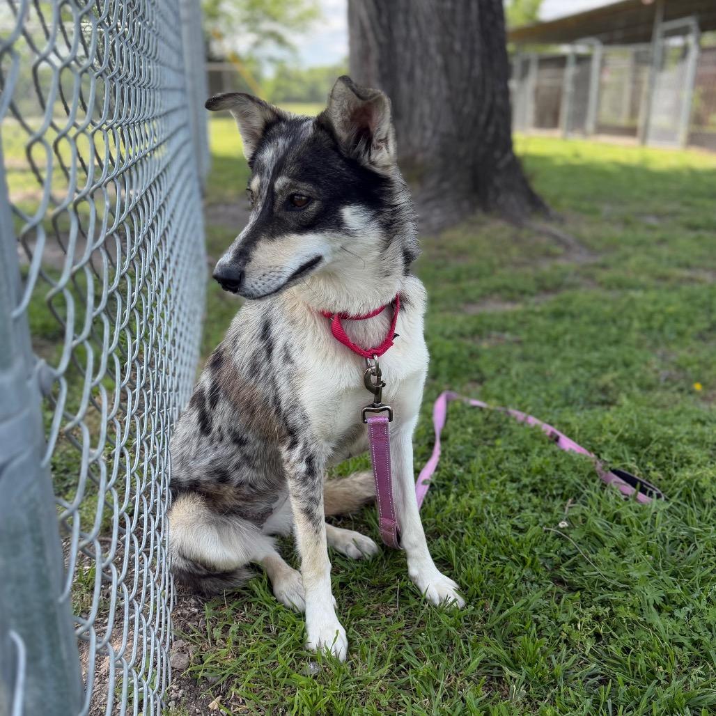 Enlarge Christy, a Adoptable mixed breed in Tulsa, OK image 2/4