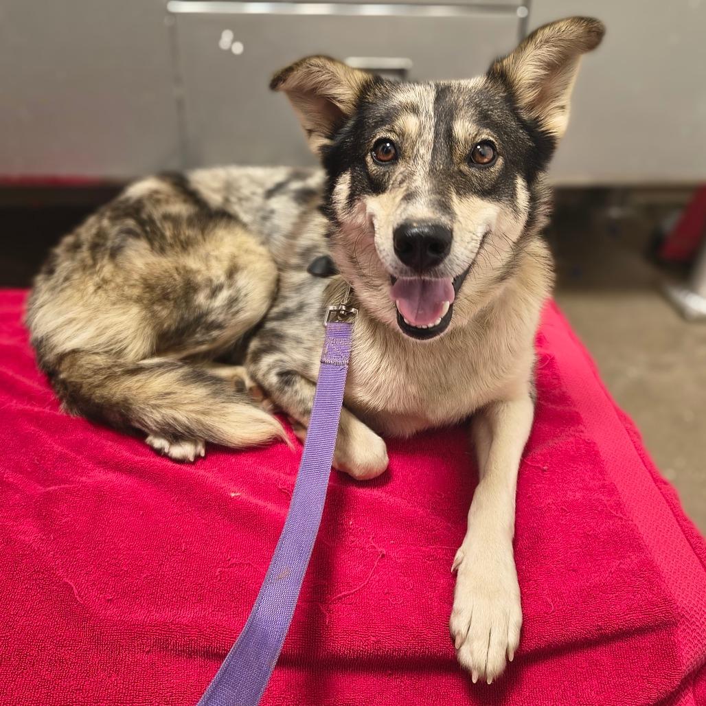 Enlarge Christy, a Adoptable mixed breed in Tulsa, OK image 3/4