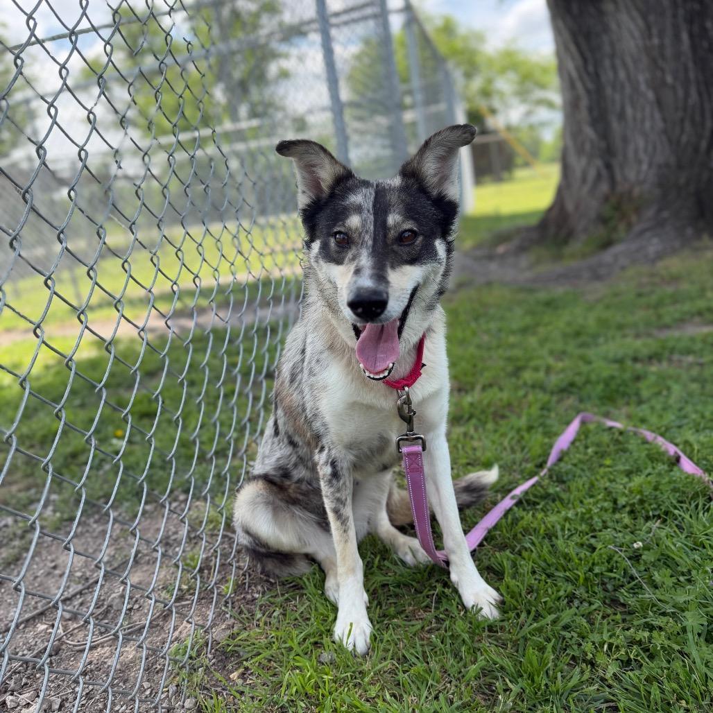 Enlarge Christy, a Adoptable mixed breed in Tulsa, OK image 4/4