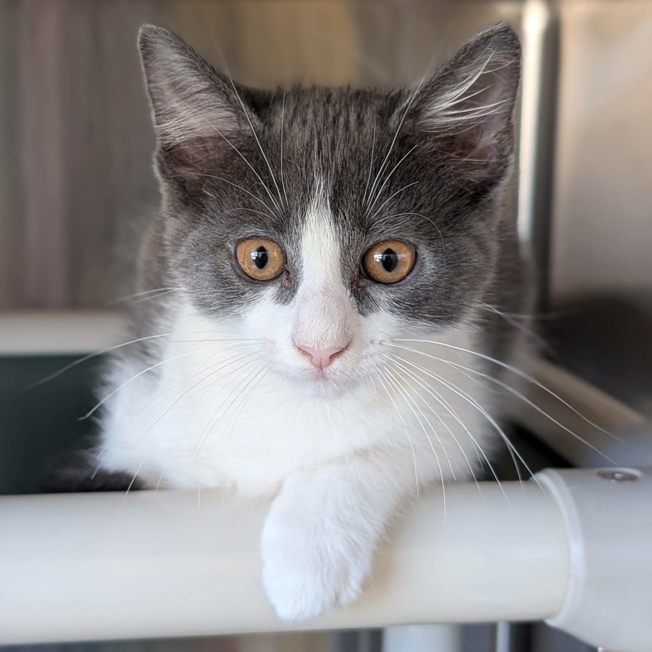Enlarge Ponzu, a Adoptable Domestic Short Hair in Jefferson, WI image 2/2