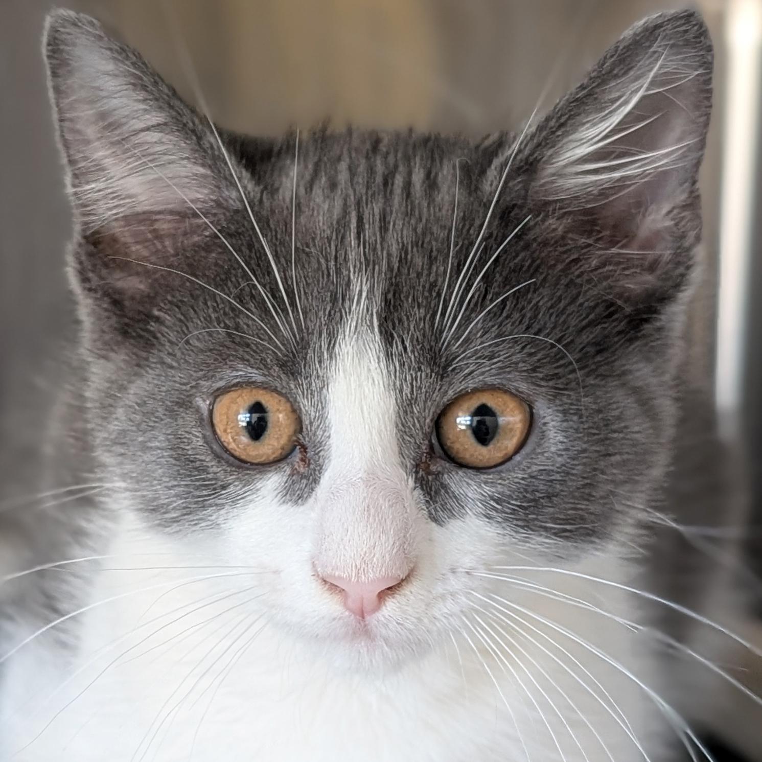 Ponzu, Adoptable, Kitten Male Domestic Short Hair.