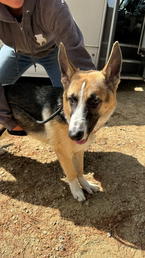 Enlarge Jimmy, a Adoptable Shepherd in Tehachapi, CA image 1/3