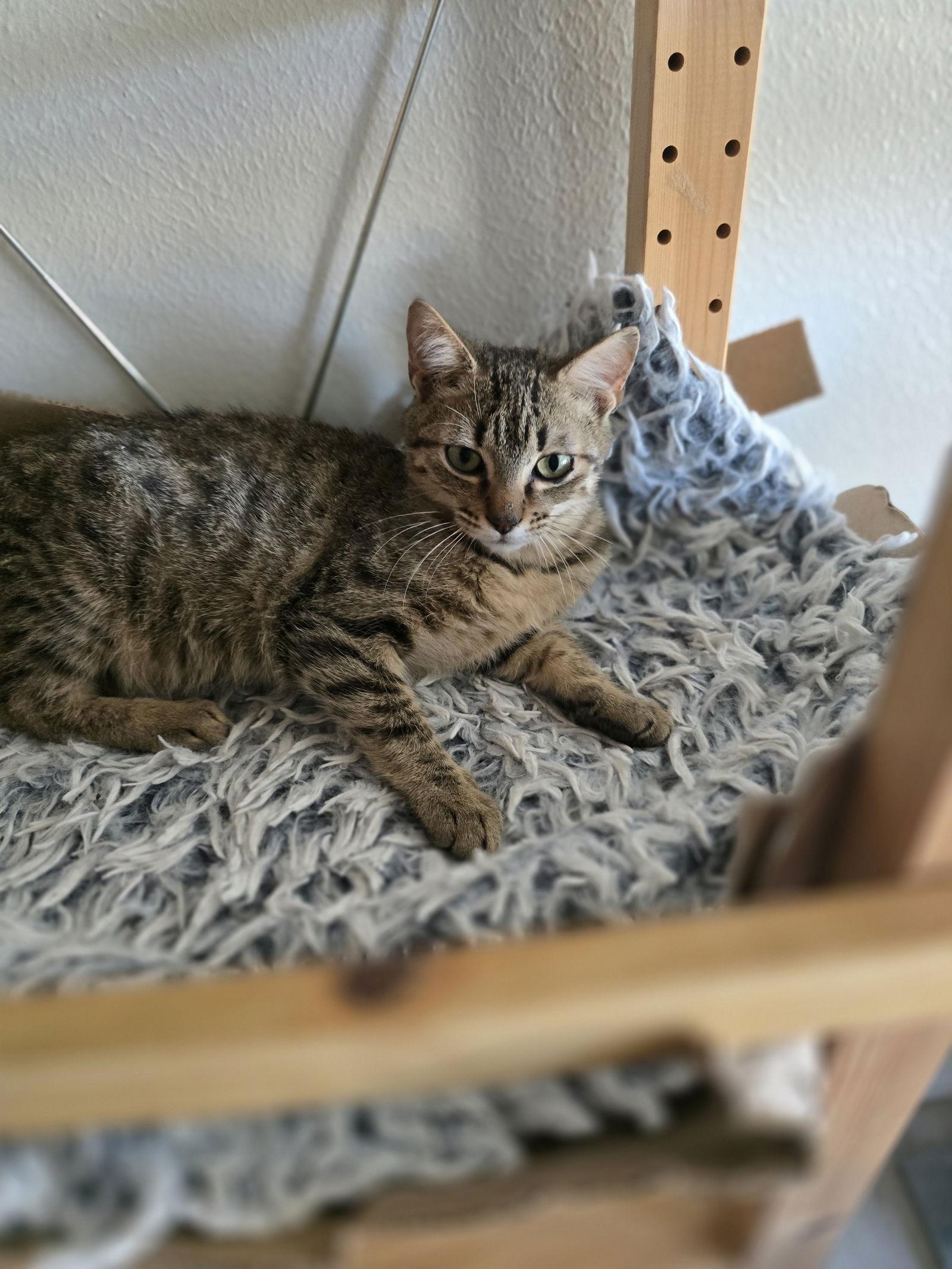 Enlarge Clyde, a Adoptable Domestic Short Hair in Rowlett, TX image 1/2