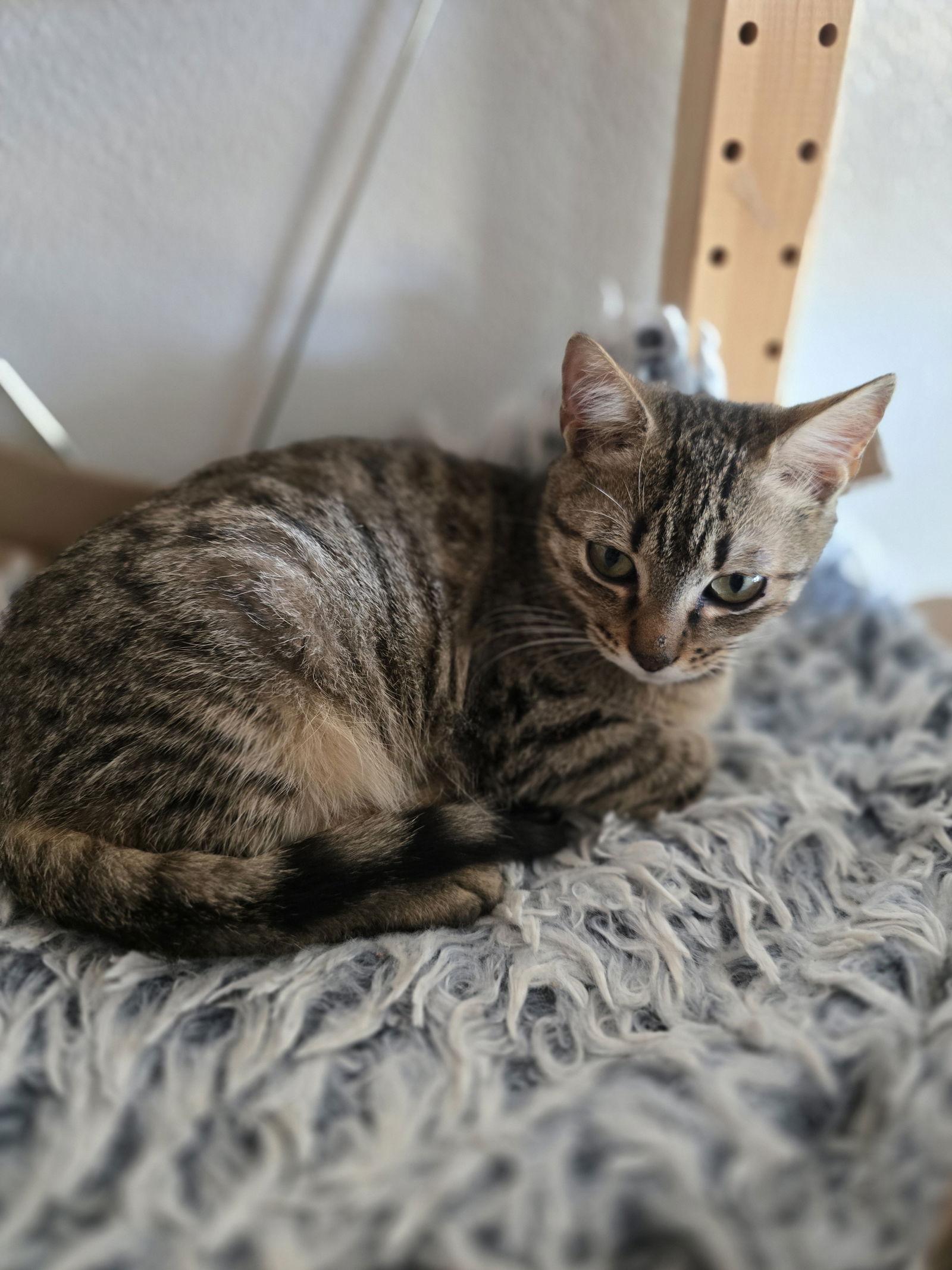 Enlarge Clyde, a Adoptable Domestic Short Hair in Rowlett, TX image 2/2