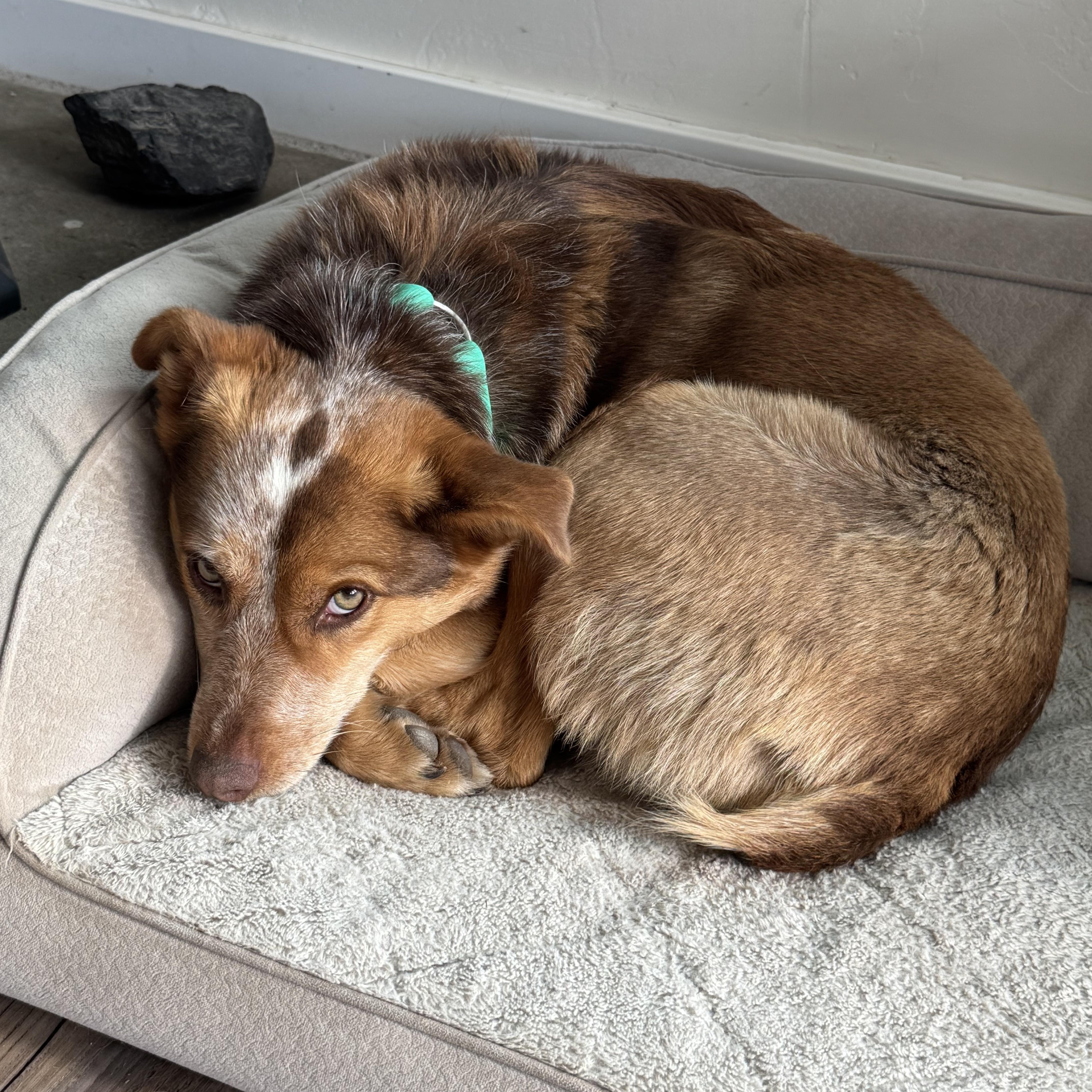 Enlarge Dally, a ADOPTABLE mixed breed in Jackson, WY image 2/6