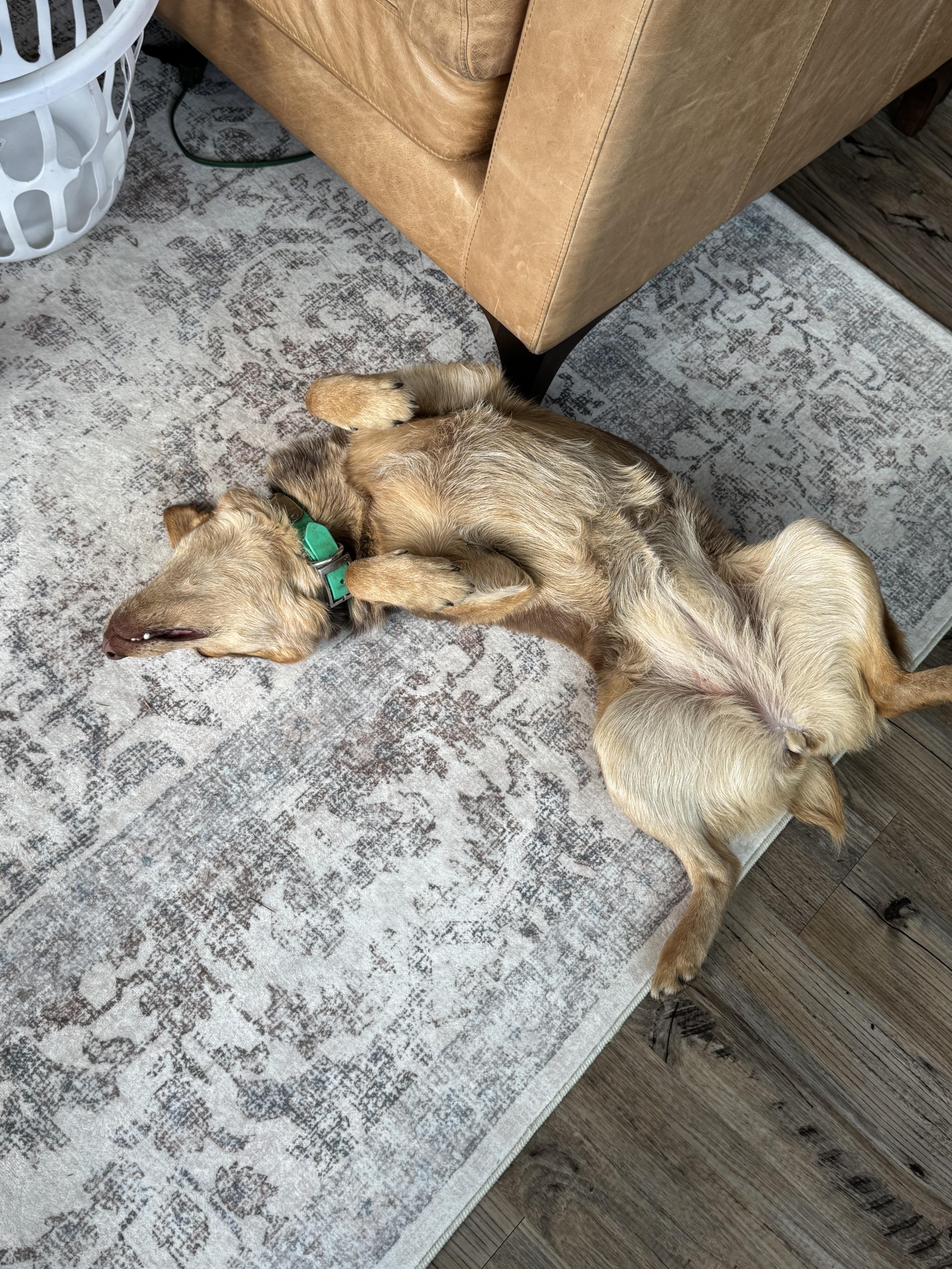 Enlarge Dally, a ADOPTABLE mixed breed in Jackson, WY image 6/6