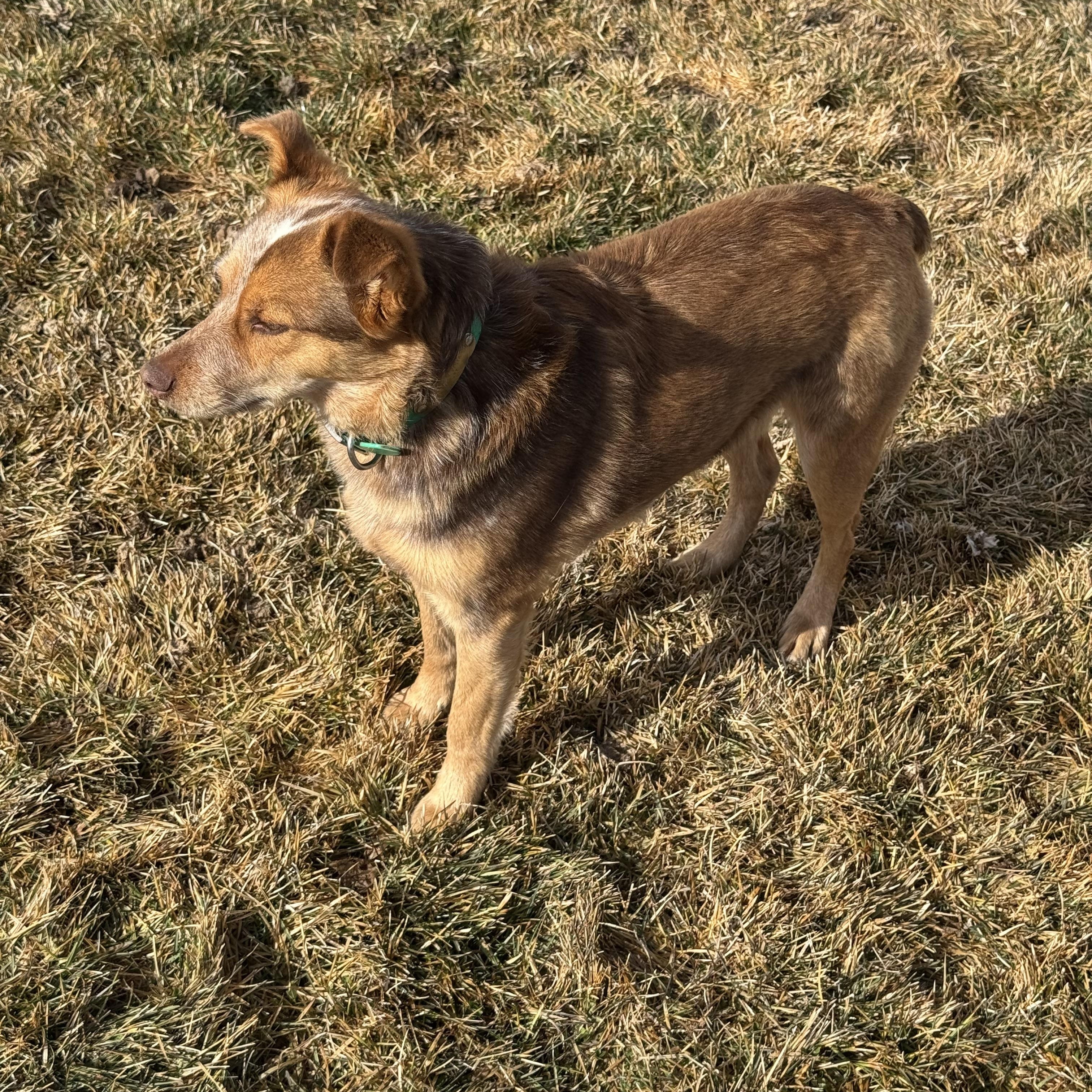 Enlarge Dally, a ADOPTABLE mixed breed in Jackson, WY image 3/6