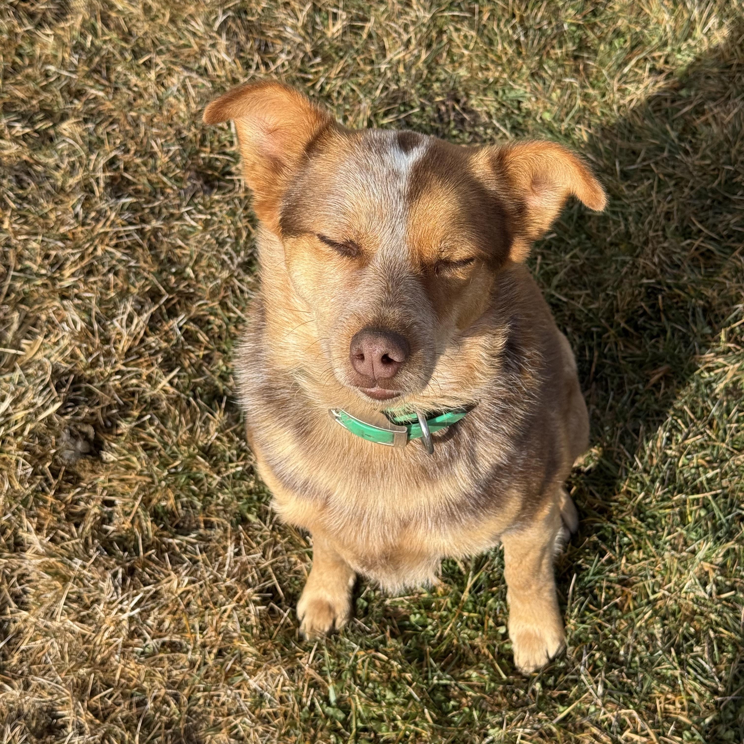 Enlarge Dally, a ADOPTABLE mixed breed in Jackson, WY image 5/6