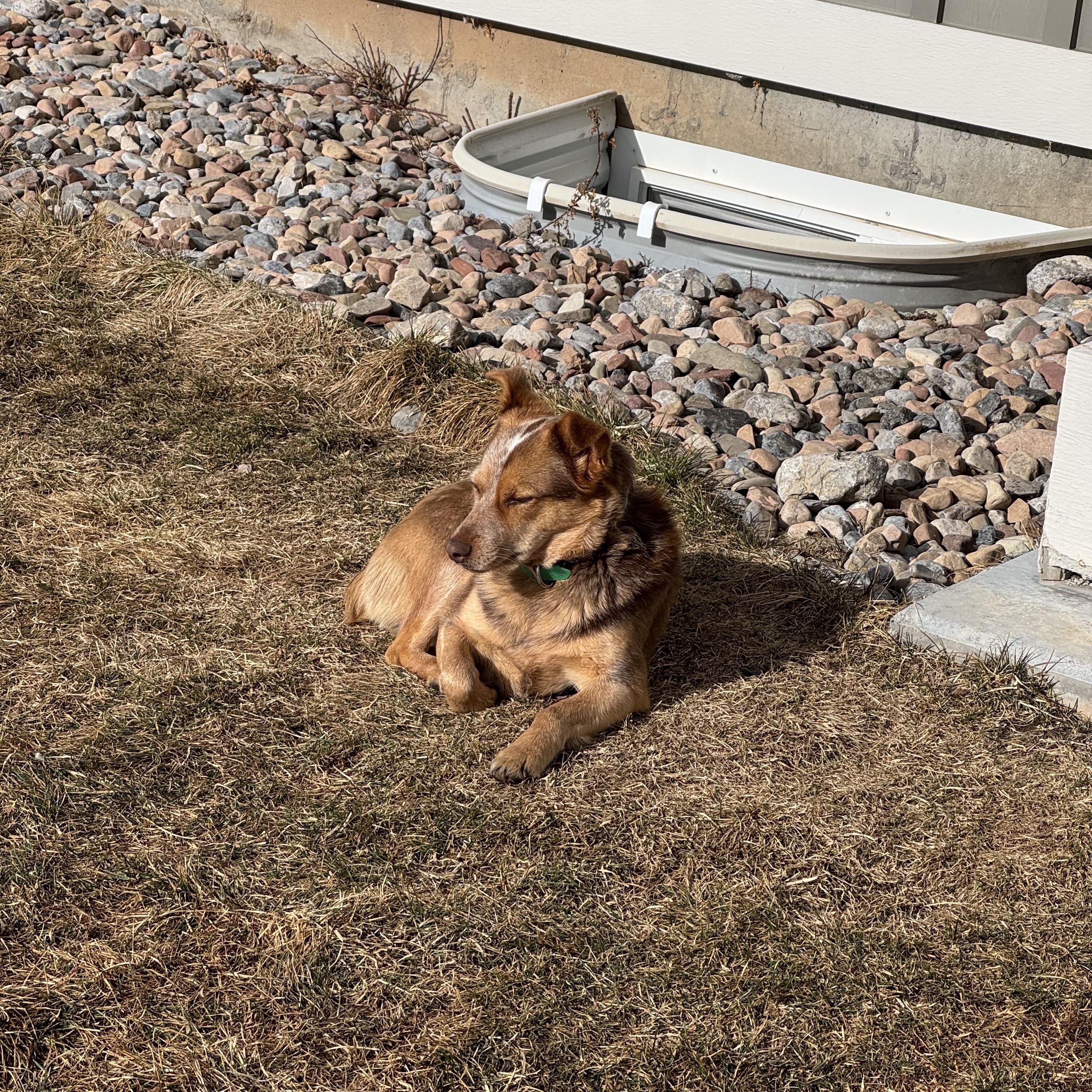 Enlarge Dally, a ADOPTABLE mixed breed in Jackson, WY image 4/6