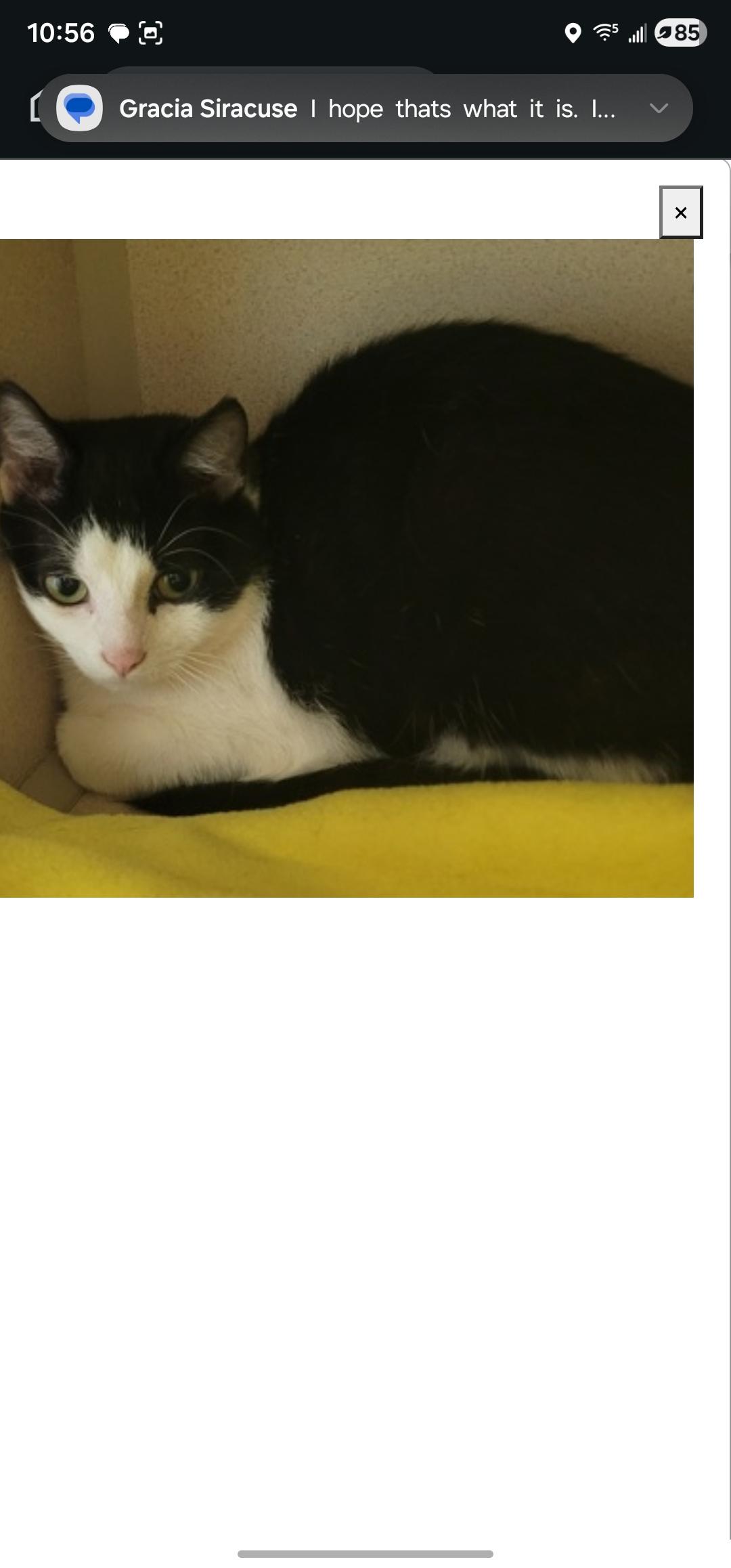 Enlarge Oreo, an adopted Domestic Short Hair in Dunkirk, NY image 1/2