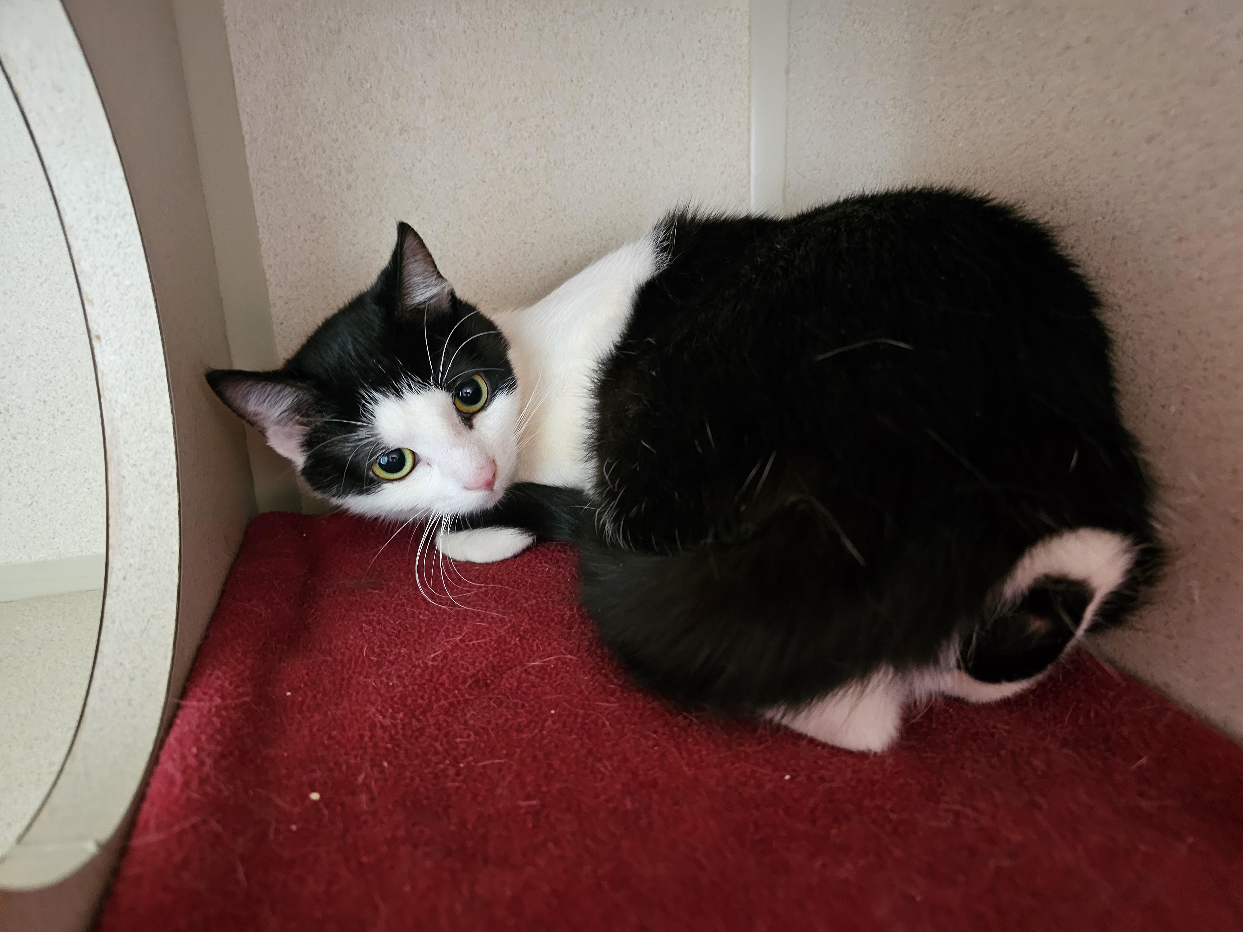 Enlarge Oreo, an adopted Domestic Short Hair in Dunkirk, NY image 2/2