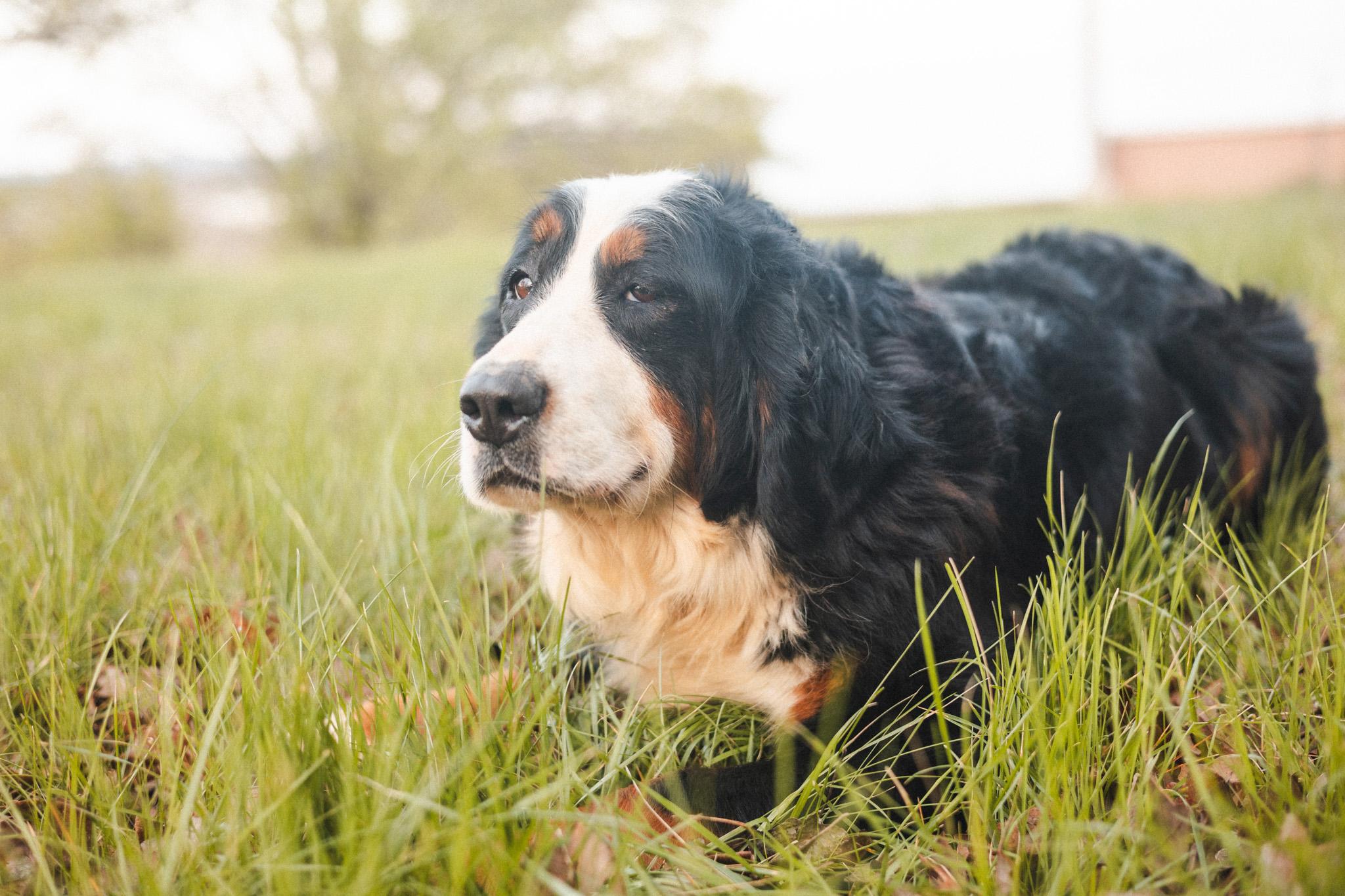 Enlarge Bernadette-Transport, an adopted Bernese Mountain Dog in Greenwood, IN image 3/6