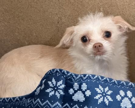 Enlarge Winnie, a ADOPTABLE mixed breed in Queenstown, MD image 1/2