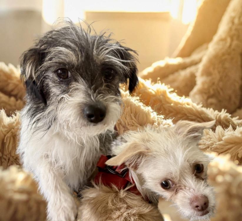 Enlarge Winnie, a ADOPTABLE mixed breed in Queenstown, MD image 2/2