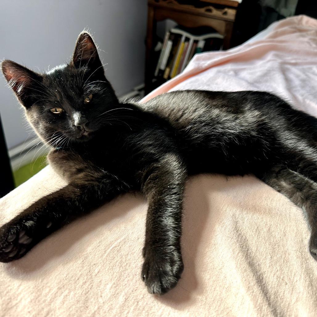 Daria, a Adoptable Domestic Short Hair in South Haven, MI image 1/3