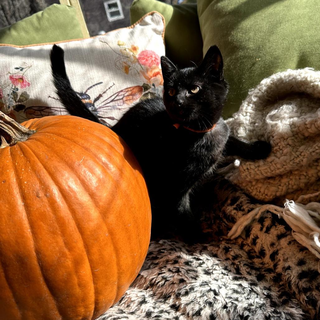 Daria, a Adoptable Domestic Short Hair in South Haven, MI image 2/3