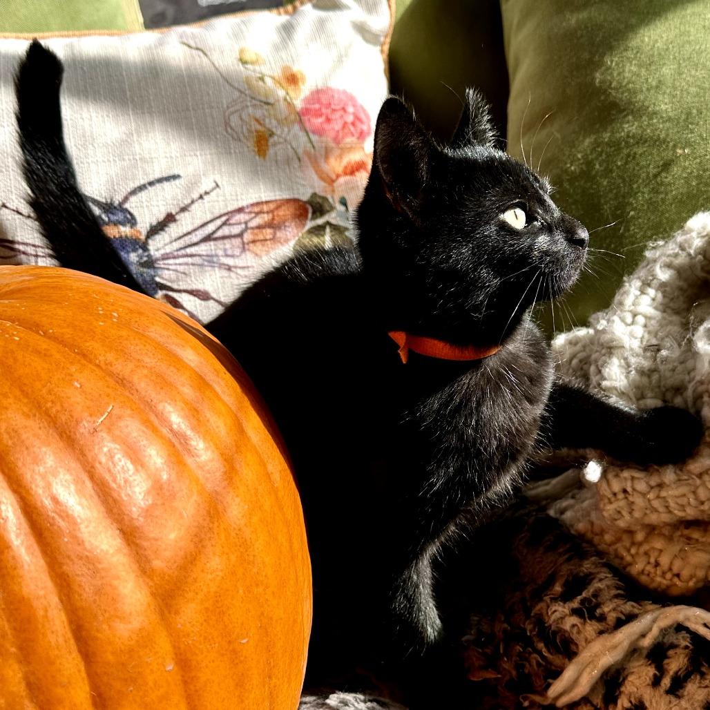 Daria, a Adoptable Domestic Short Hair in South Haven, MI image 3/3