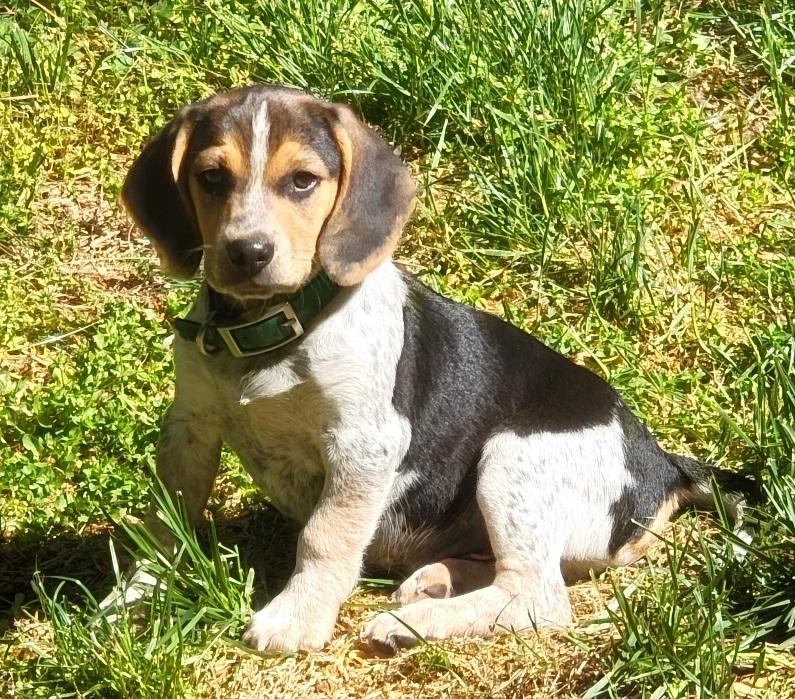 Johnny, an adopted Beagle in Prince Frederick, MD image 2/3