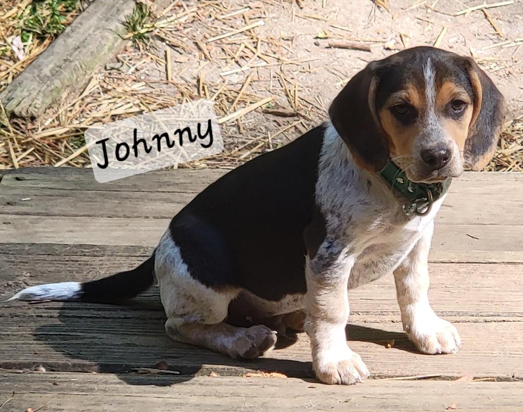 Johnny, an adopted Beagle in Prince Frederick, MD image 1/3