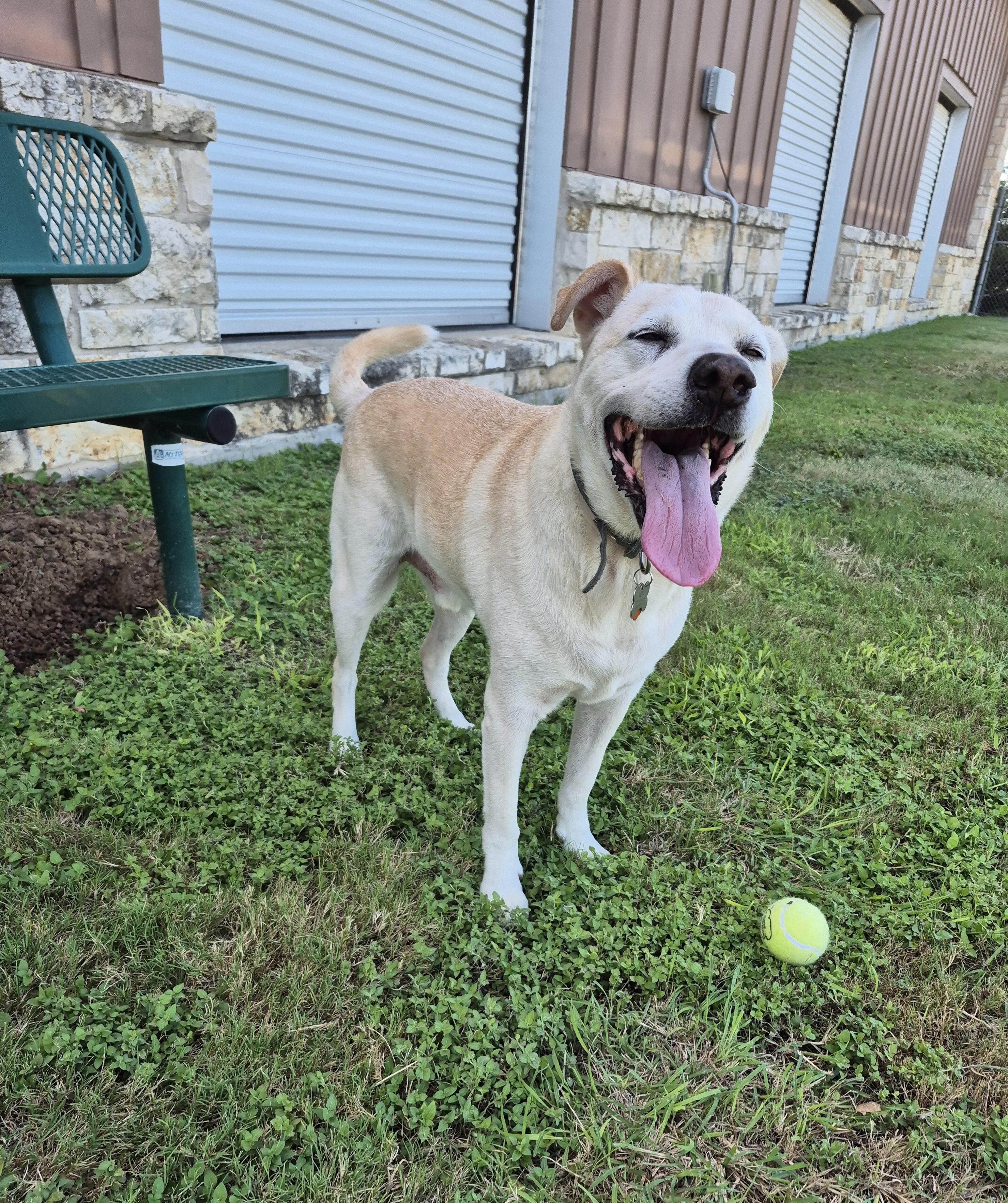 Beau, Adoptable, Senior Male Labrador Retriever.