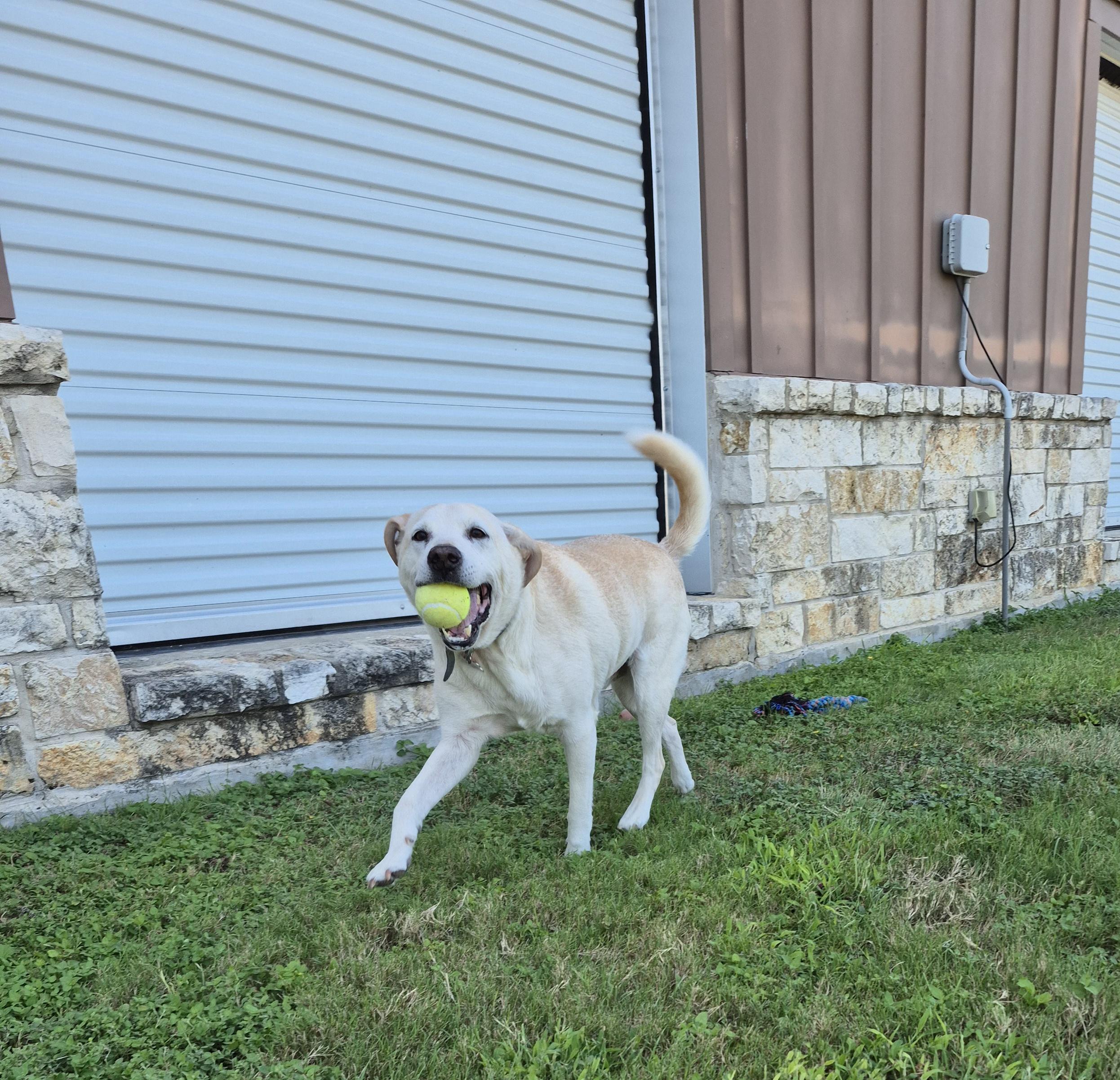 Enlarge Beau, a Adoptable mixed breed in Schertz, TX image 2/5