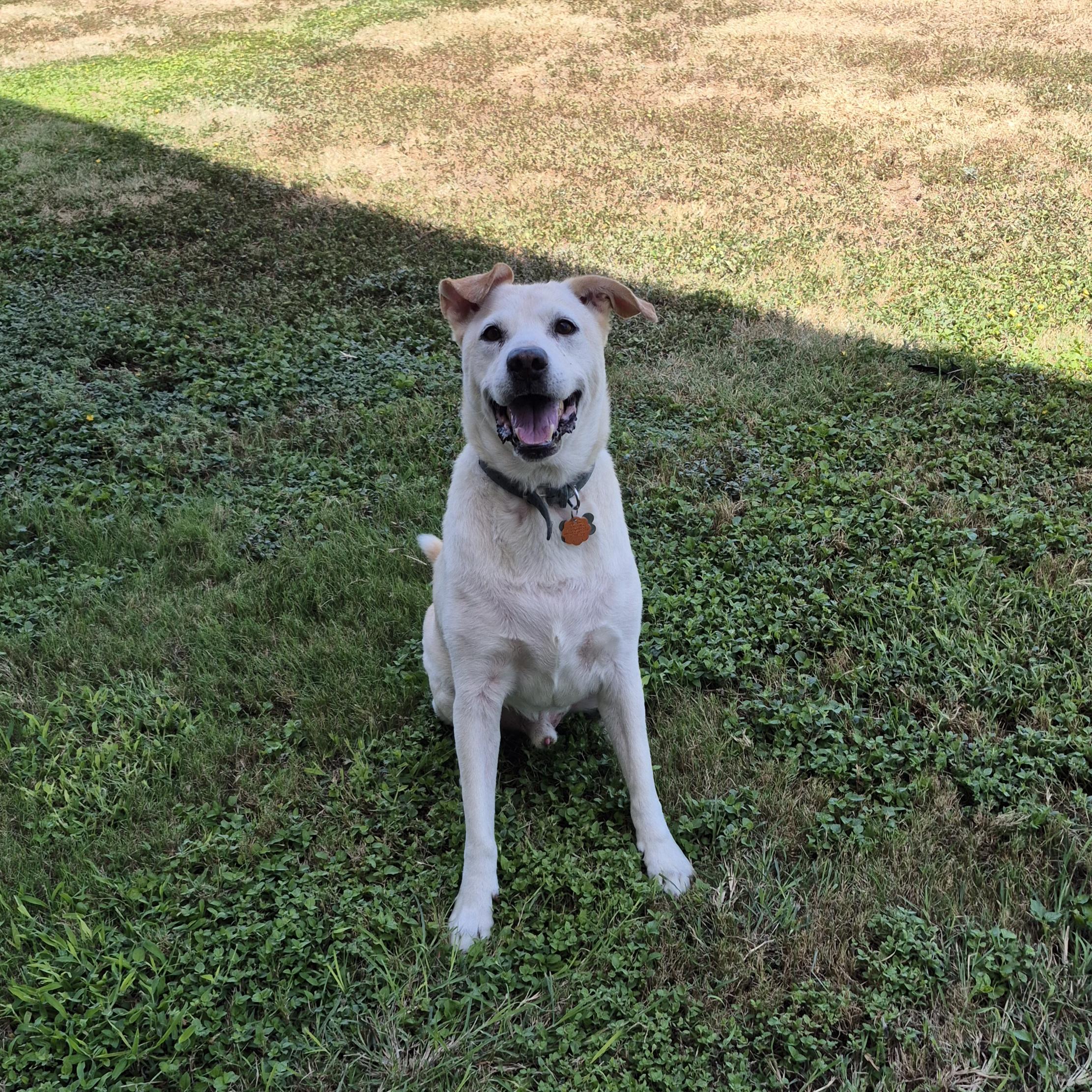 Enlarge Beau, a Adoptable mixed breed in Schertz, TX image 5/5