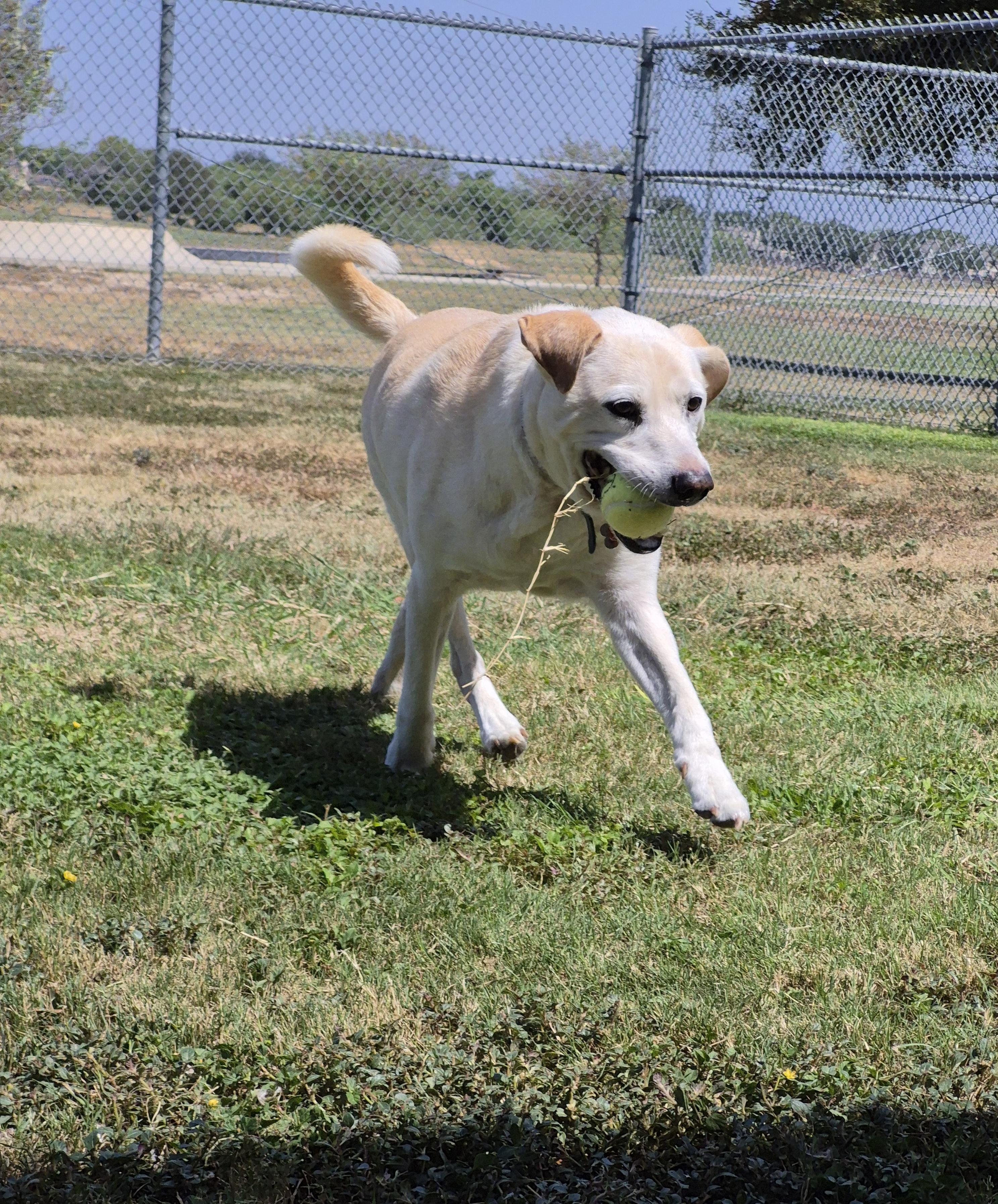 Enlarge Beau, a Adoptable mixed breed in Schertz, TX image 4/5