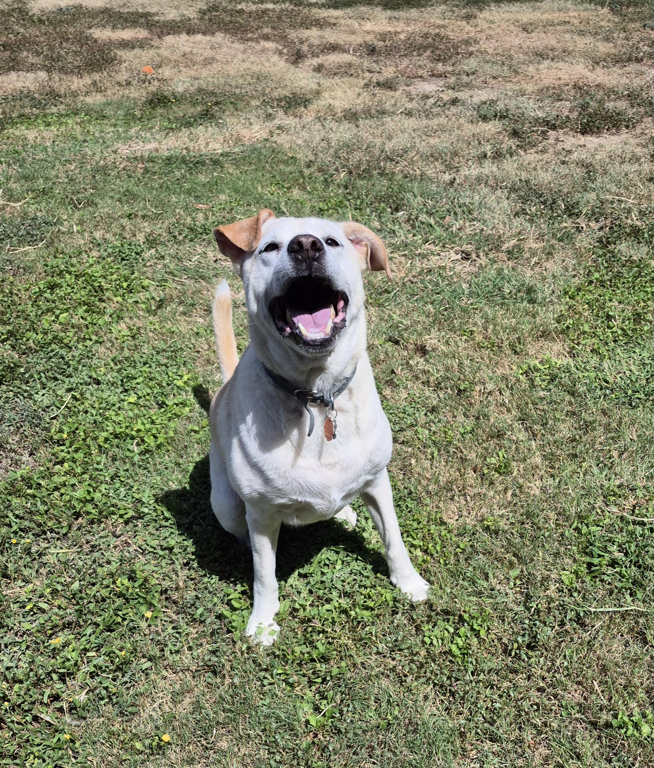 Enlarge Beau, a Adoptable mixed breed in Schertz, TX image 3/5