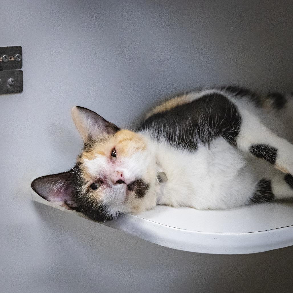 Kat, Adoptable, Young Female Domestic Short Hair.