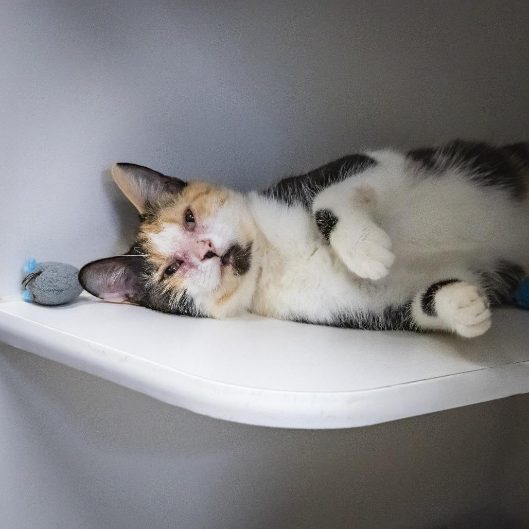 Enlarge Kat, a Adoptable Domestic Short Hair in Long Beach, CA image 2/4