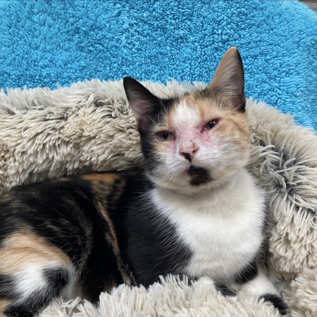 Enlarge Kat, a Adoptable Domestic Short Hair in Long Beach, CA image 4/4